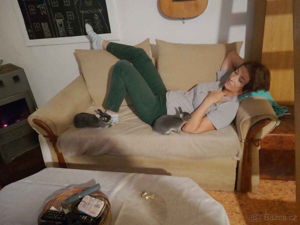 Zakrslý bílopesíkatý modrý králík - 3