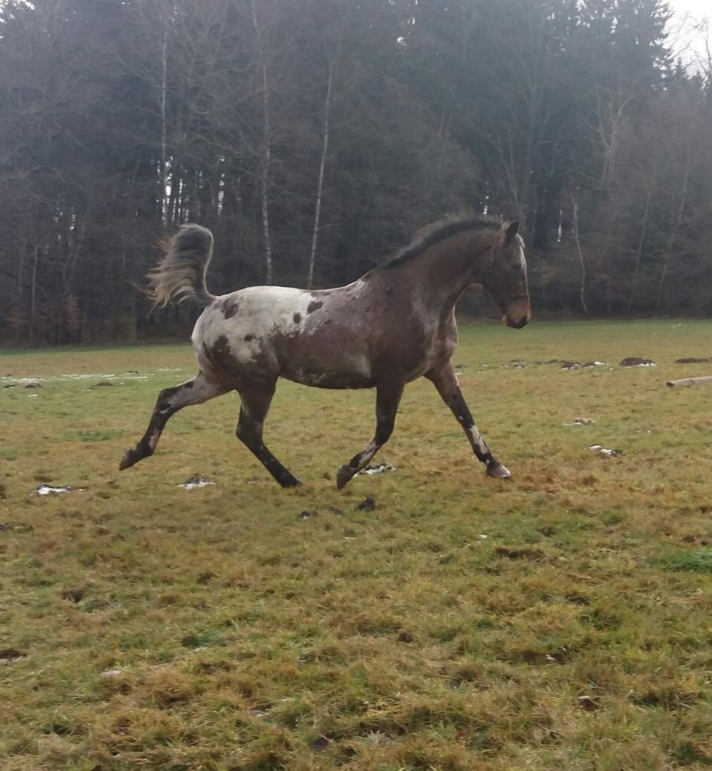 Kříženec valach AphXA1/1 - 3