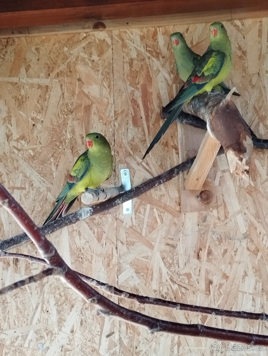 Papoušek horský - 3