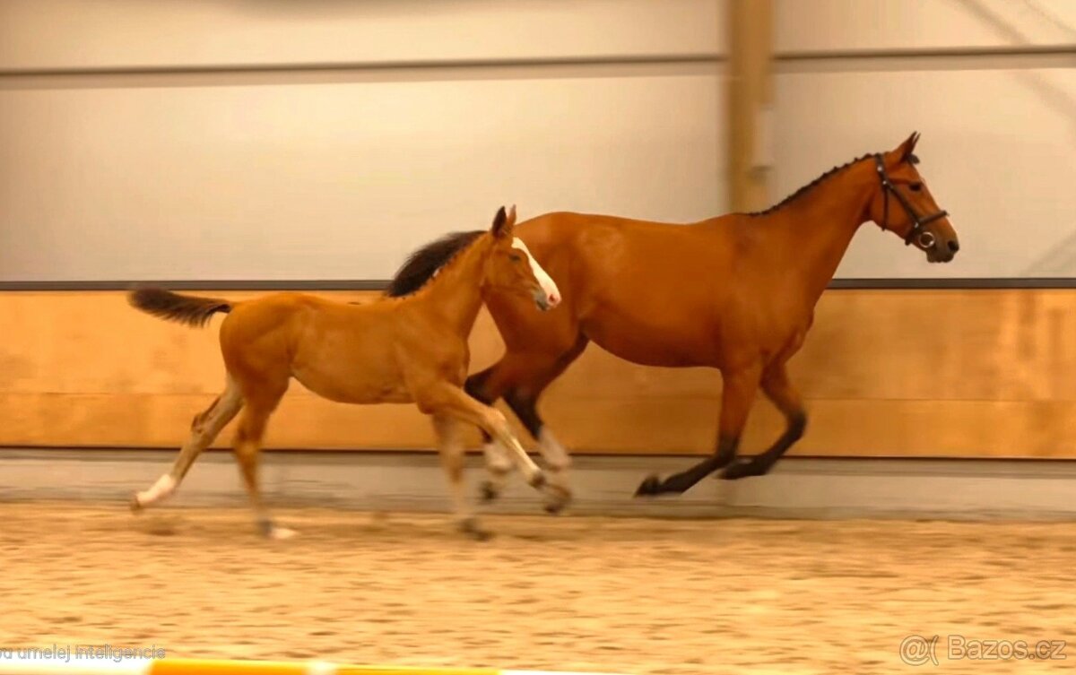 Exkluzívny KWPN žrebček do vyššieho športu - 3