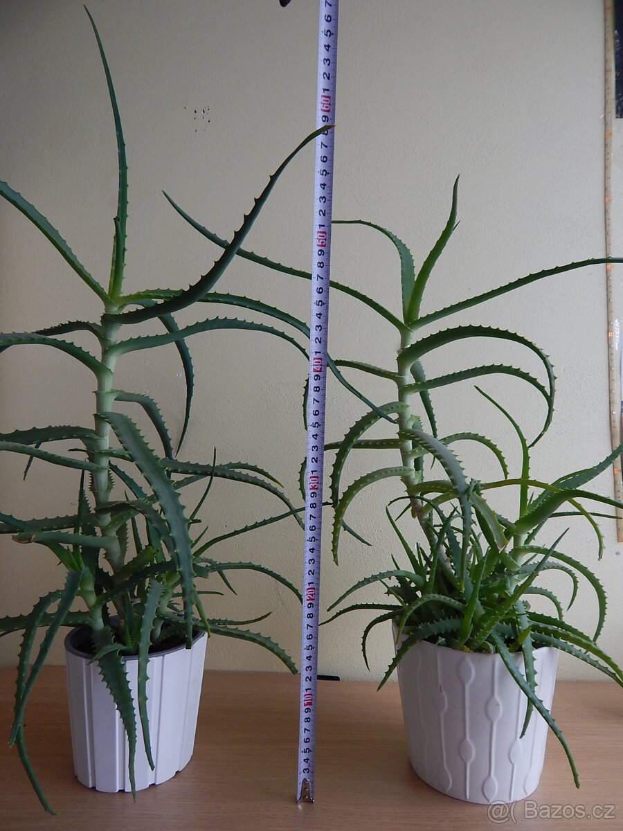 Aloe Vera pravá 3-5 let - 3