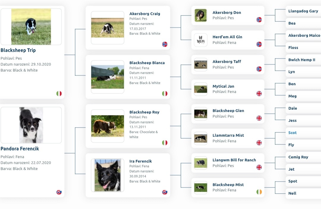 Border kolie s PP (ISDS) - 3