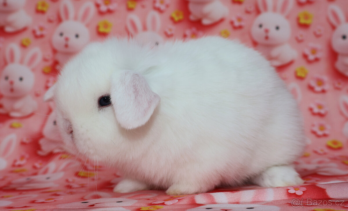 MiniLop beránek modrooký sameček - 3