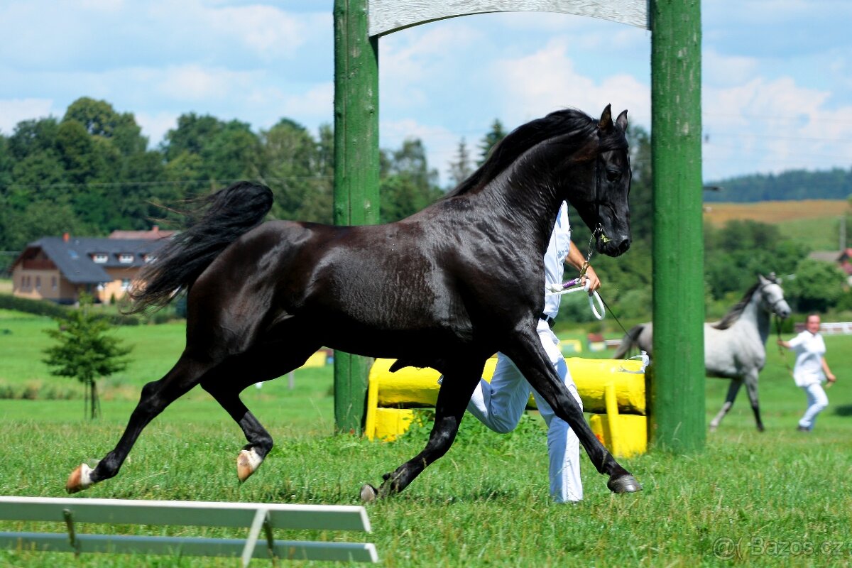 shagya arab - inseminace 2026 - 3