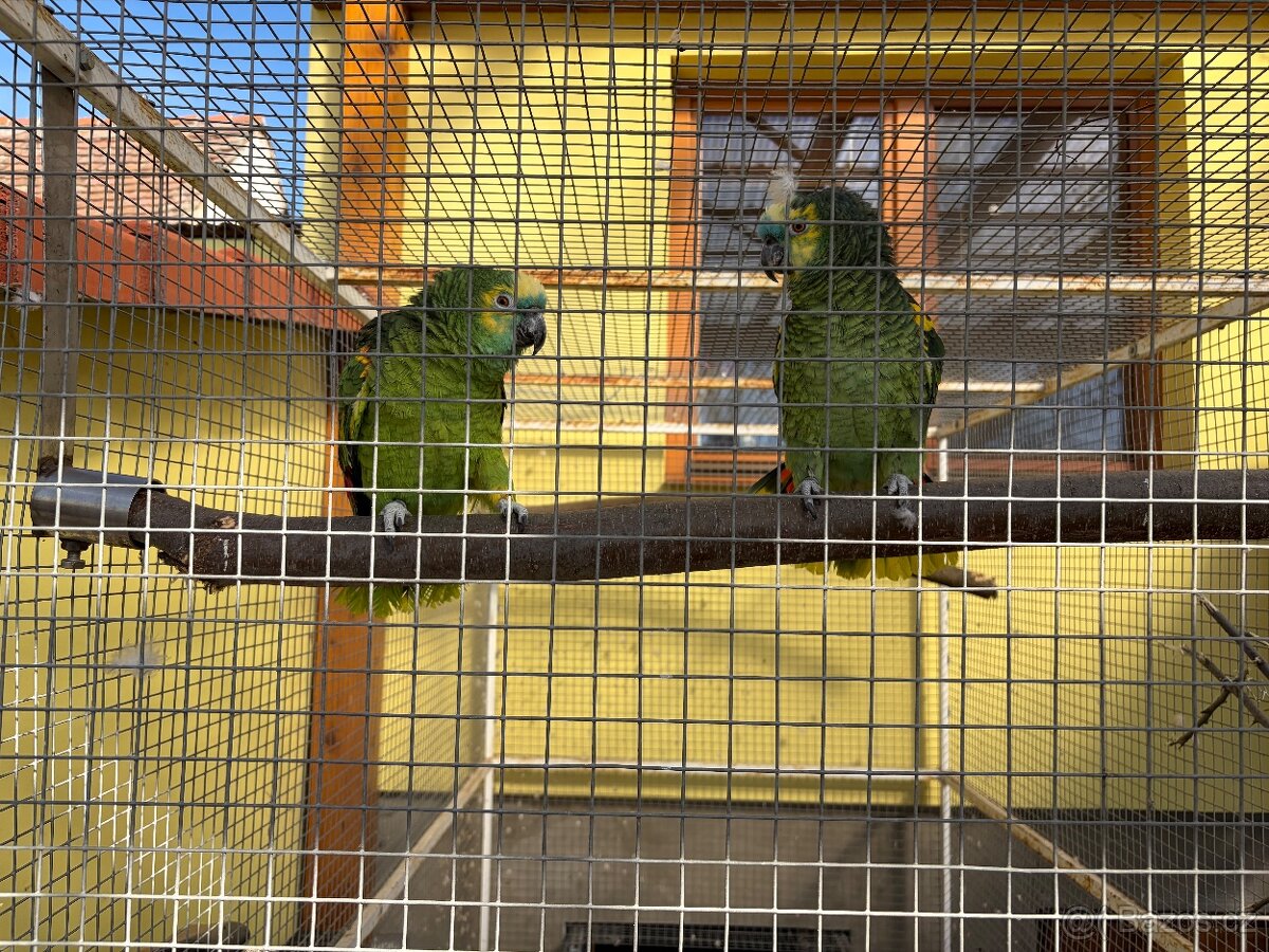 Amazoňan modročelý( aestiva aestiva ) pár - 3