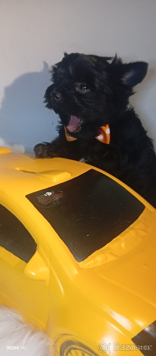 Jorkšírský teriér,Black,Merle,Biewer - 3