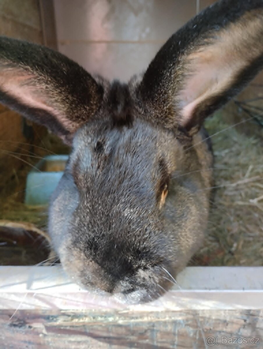 Samec do chovu - 3