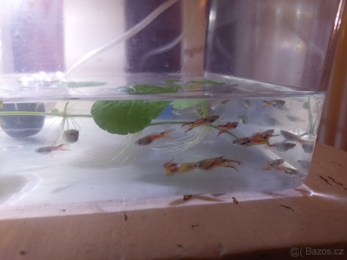 Živorodka Wingeova (Endlerka) a živorodka duhová (Paví očko) - 3