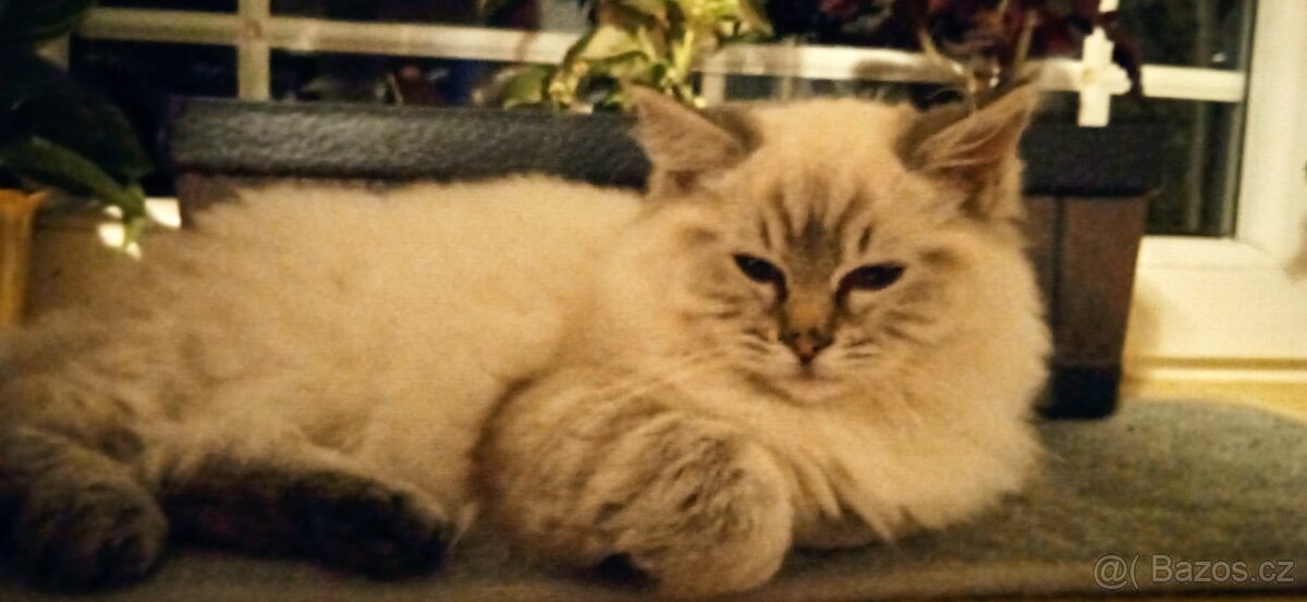 Ragdoll koťátka bez PP - 3