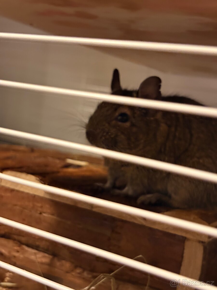 Osmák degu - 3