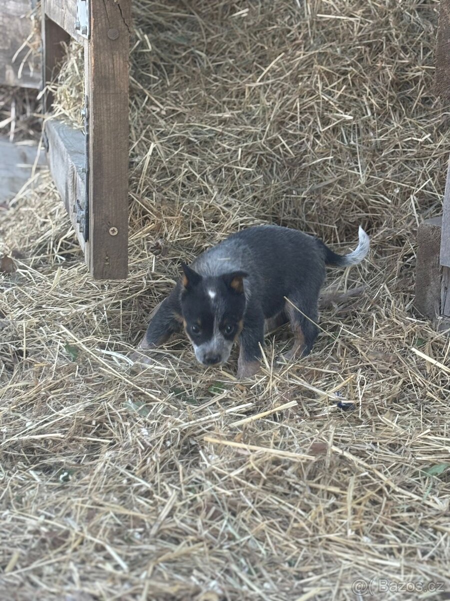 Austrálský honácky pes - 3