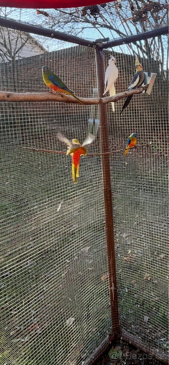 Neoféma tyrkysová 2:1 - 3