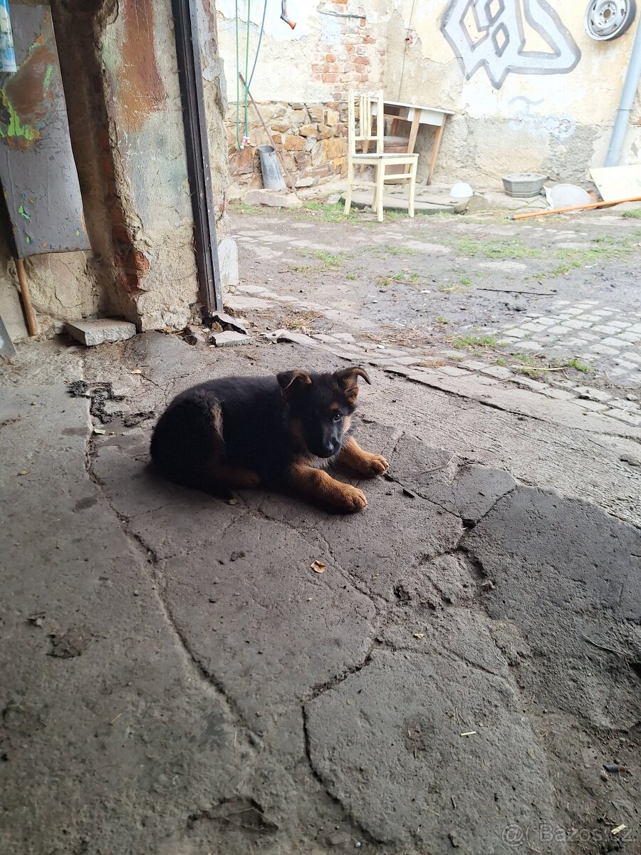 Štěňátko Německého ovčáka - 3