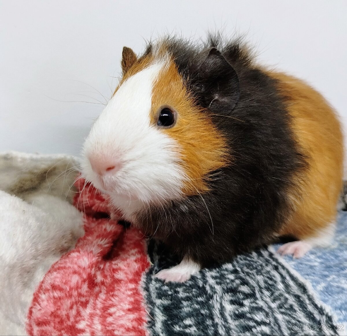 Morče, Morčata, Morčátko, Morčátka - KEVIN - 3