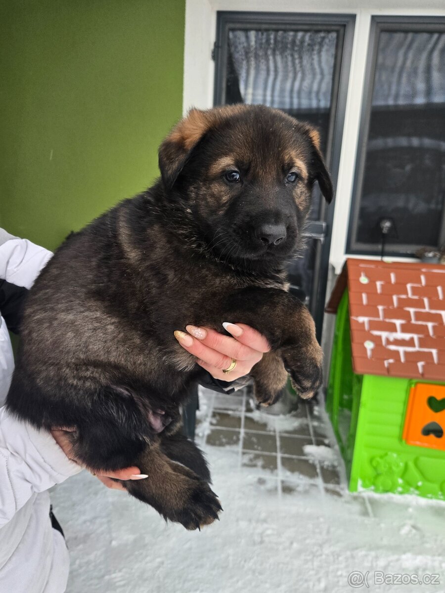 Německý ovčák - 3