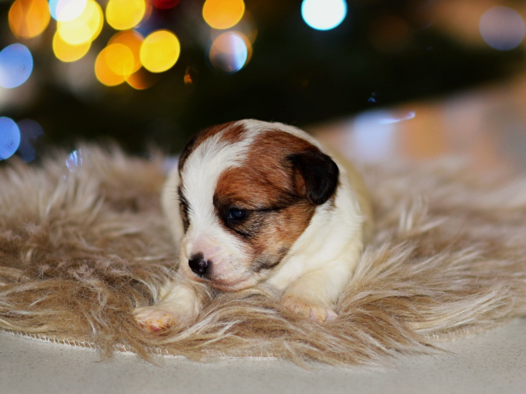 Jack Russel teriér - 3