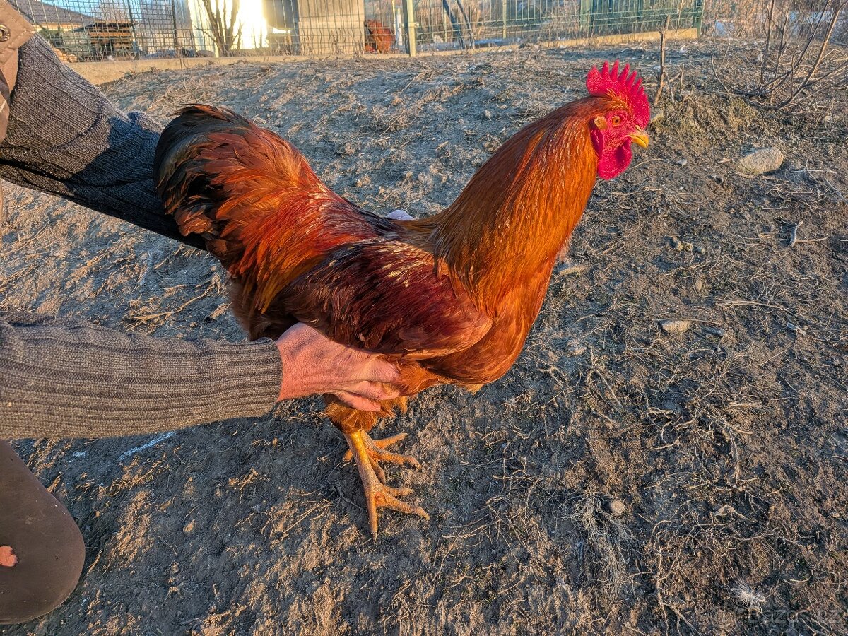 kohout Hempšír - 3