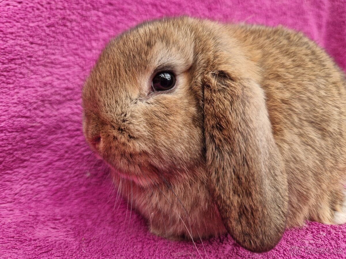 Zakrslý beránek samička - 3