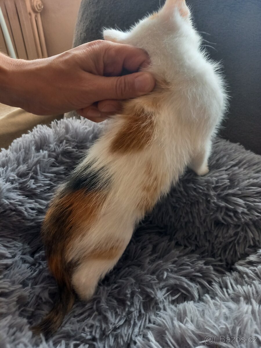 Darujeme kočičky do dobrých rukou - 3