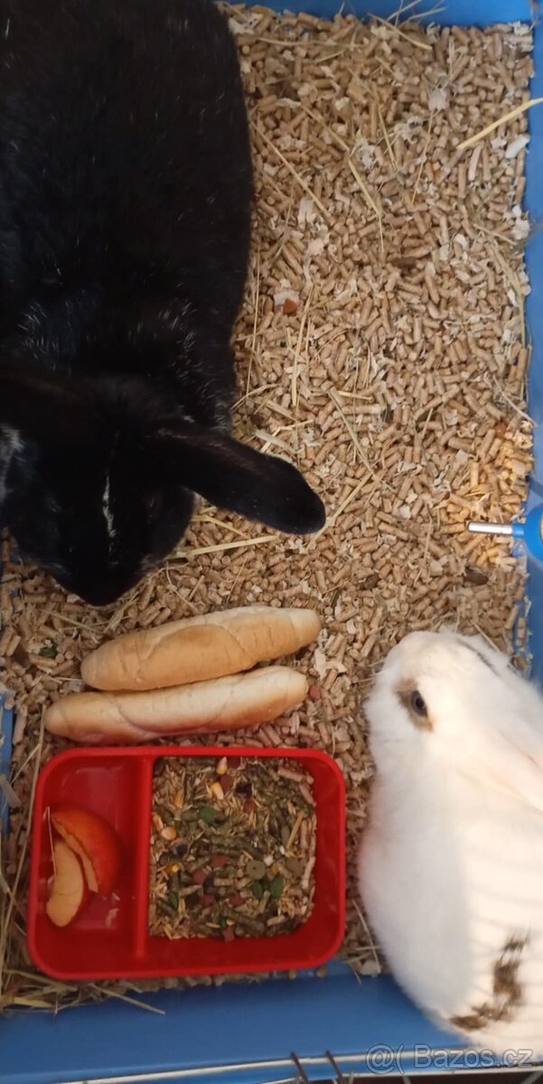 Daruji jen do dobrých rukou - 3