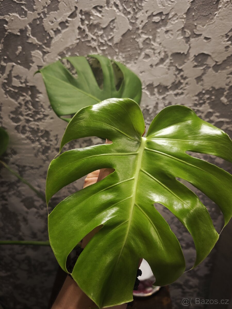 Monstera Deliciosa - 3