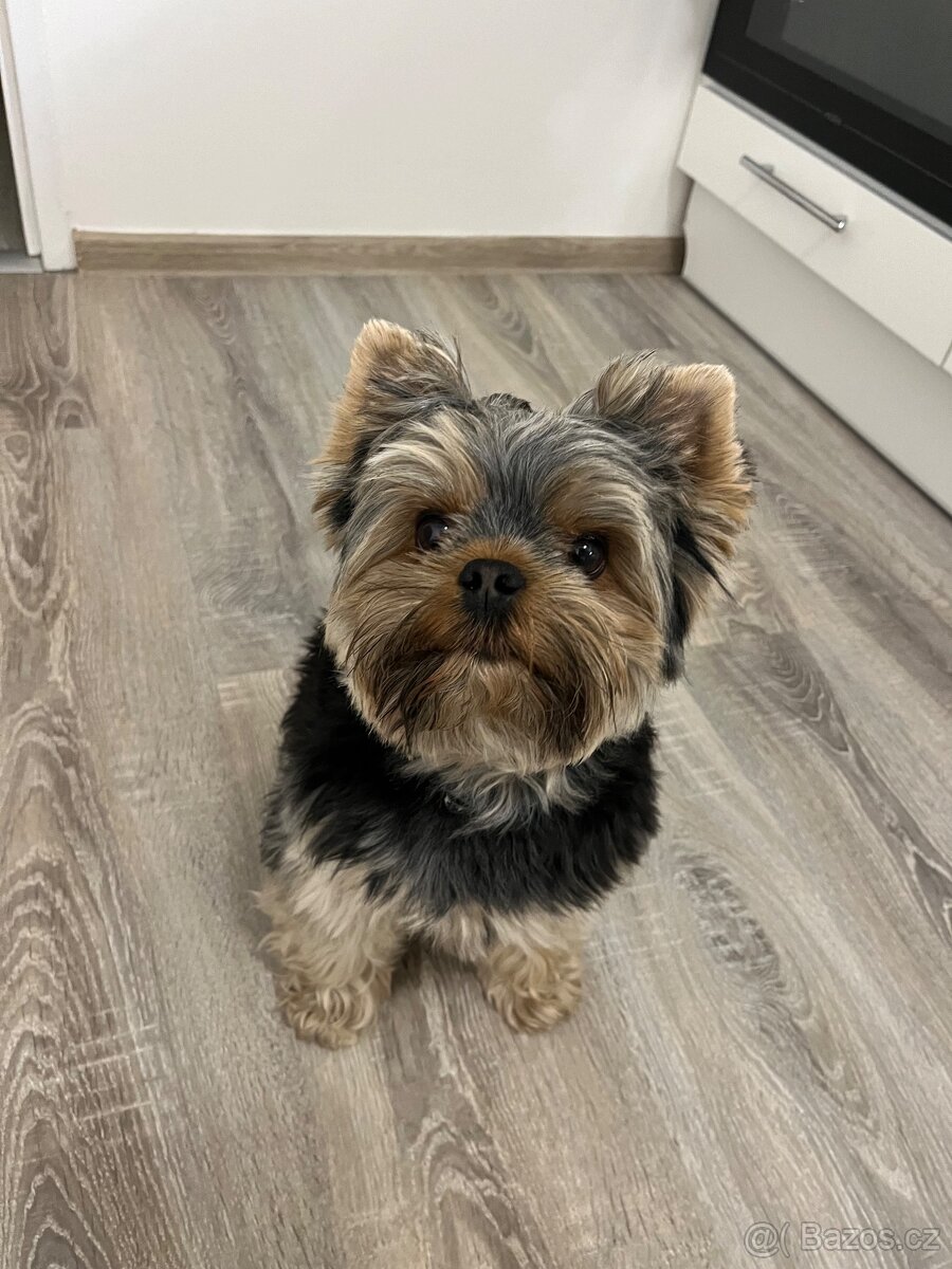 Krytí – jorkšírský teriér 3 roky, 5 kg - 3