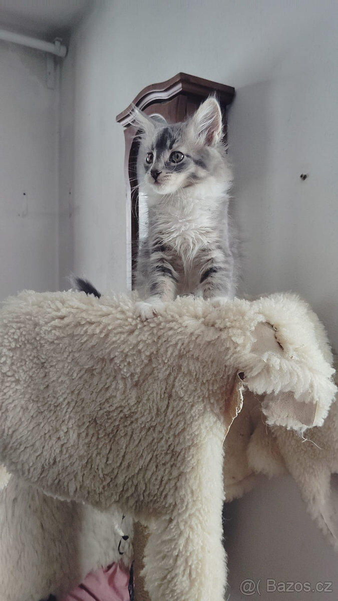 Dlouhosrstá koťátka - 3