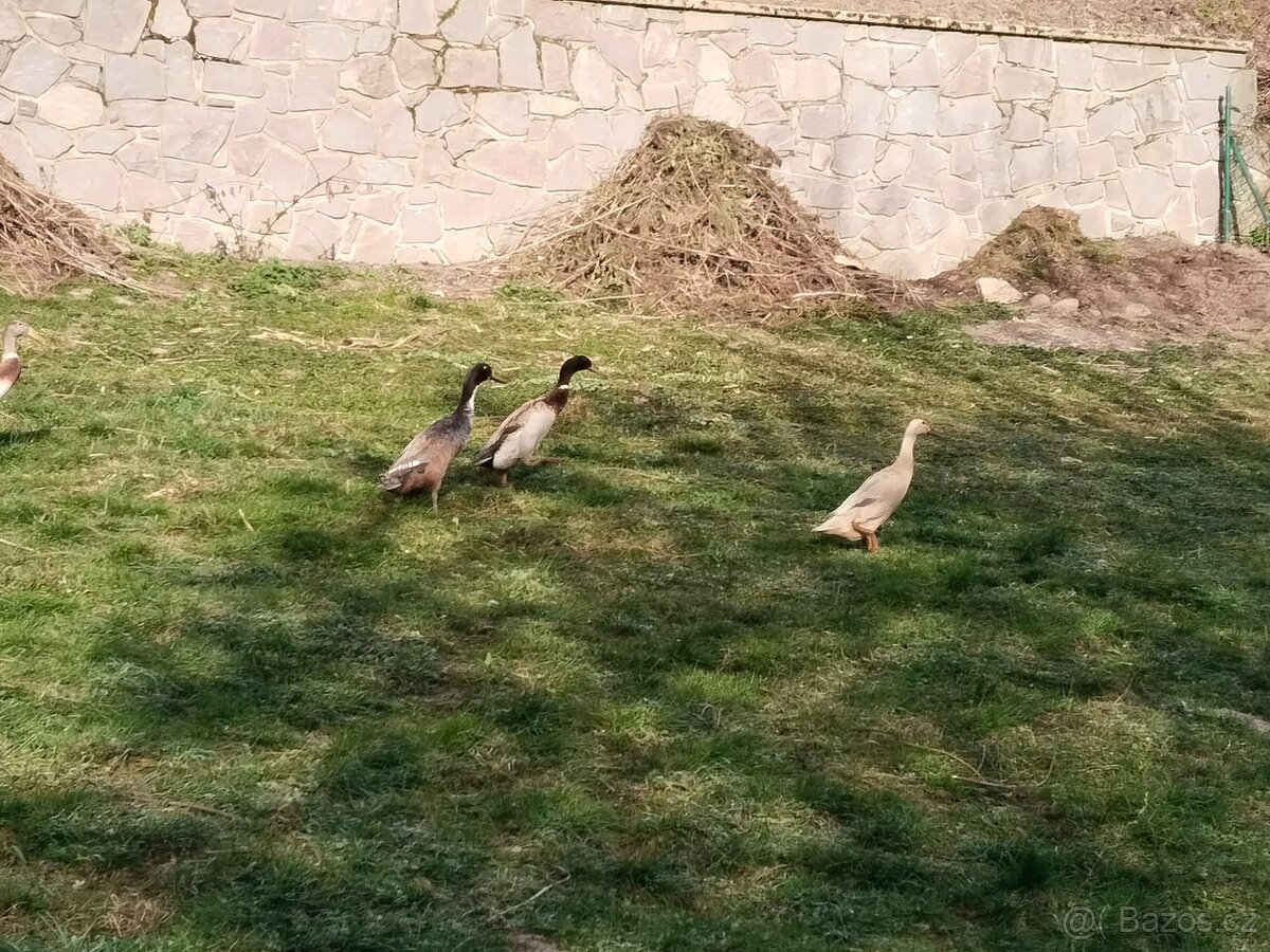 Indický běžec - 3