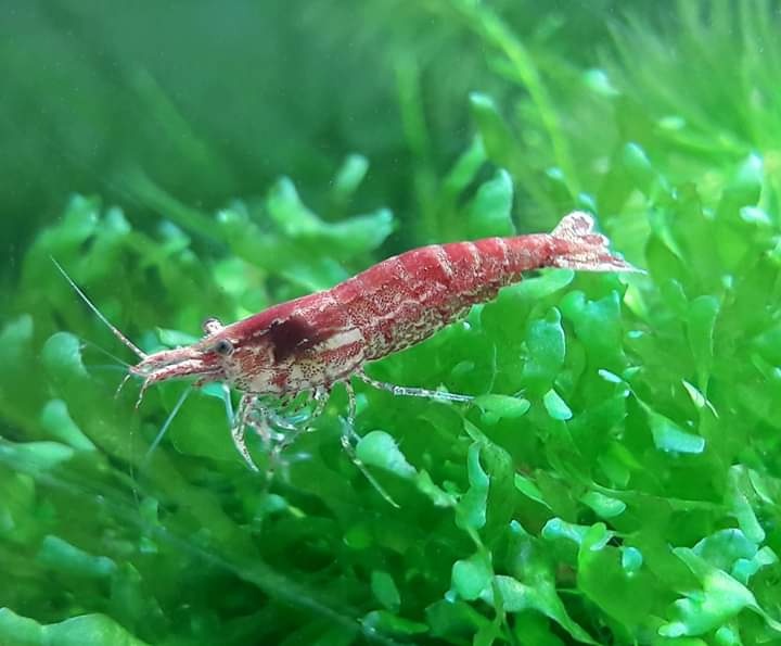 Dánio perlové (Dánio margaritatus) - 3