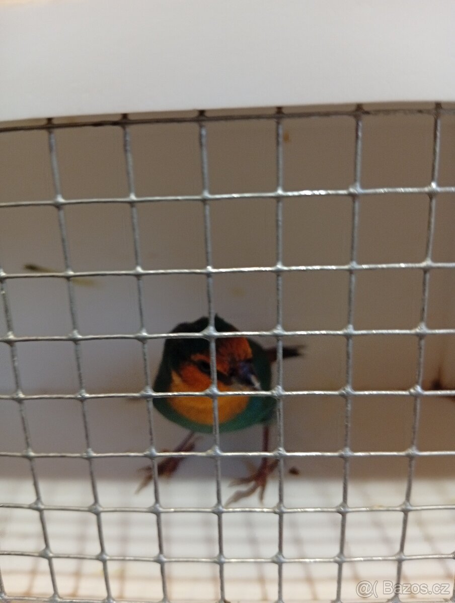 Amada papouščí červenohlavá, drobot - 3