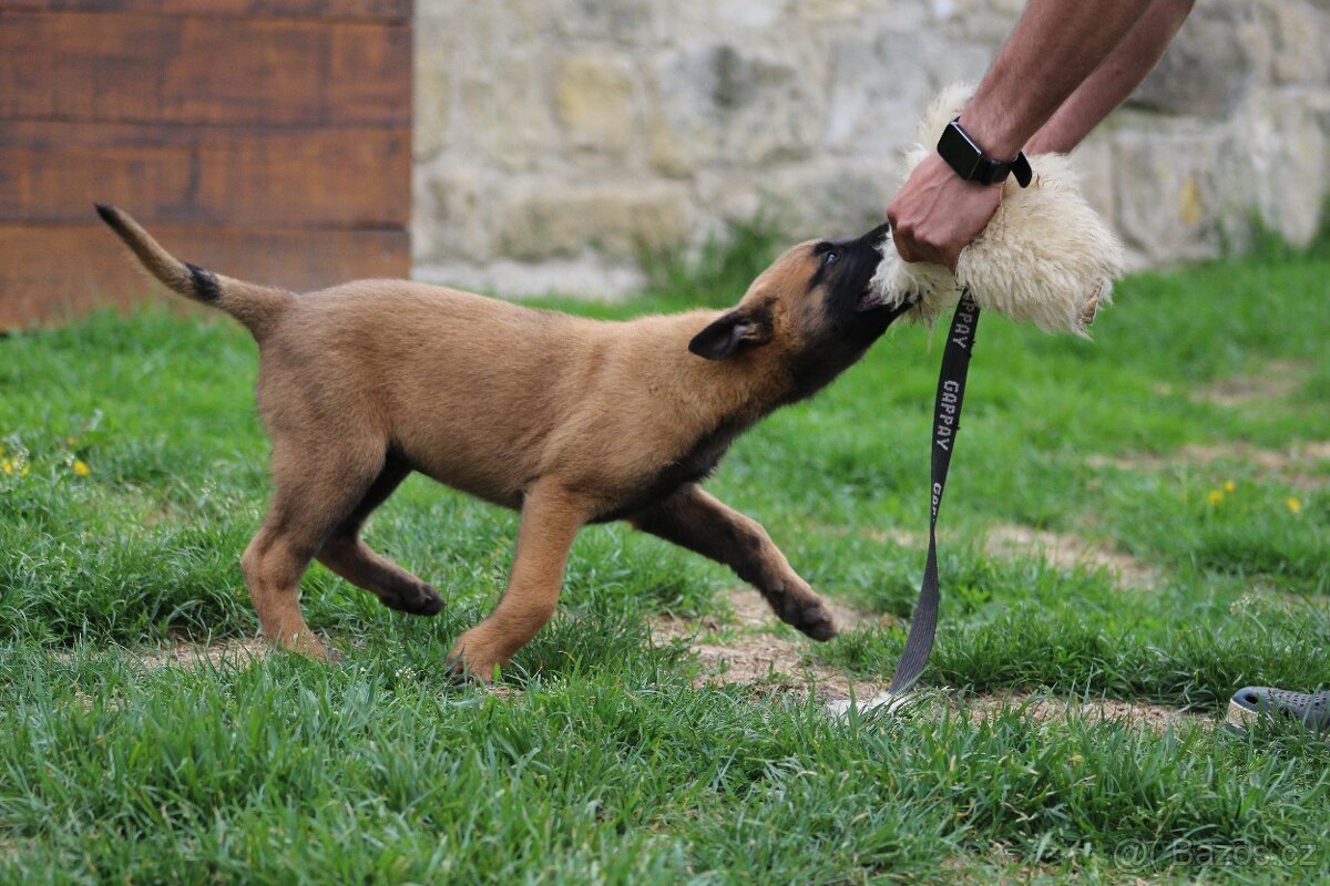 Belgický ovčák malinois s PP - 3