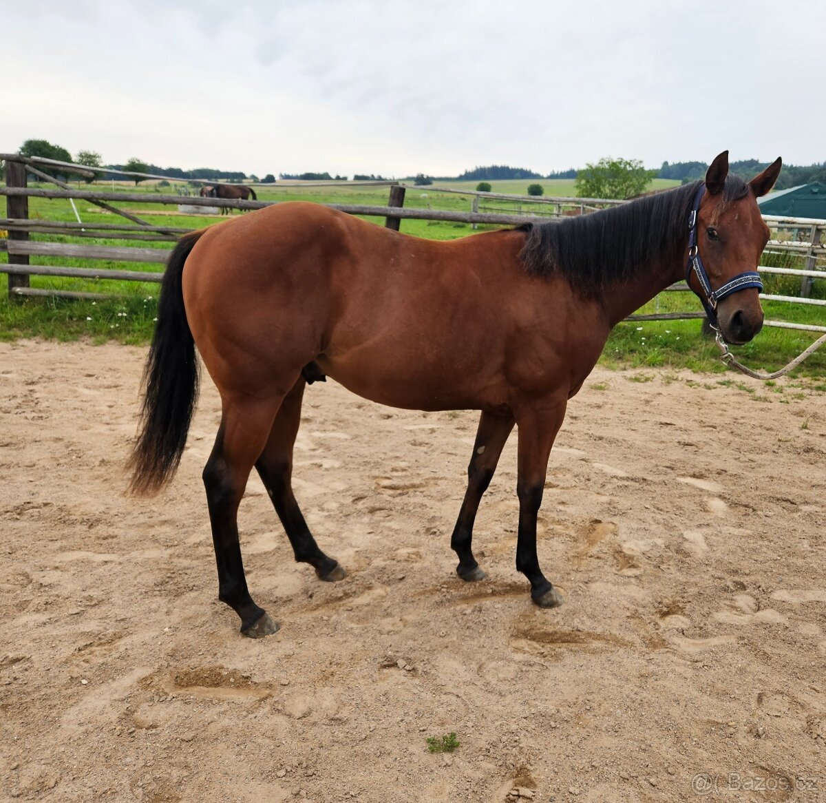 Roční hřebec Paint horse - 3