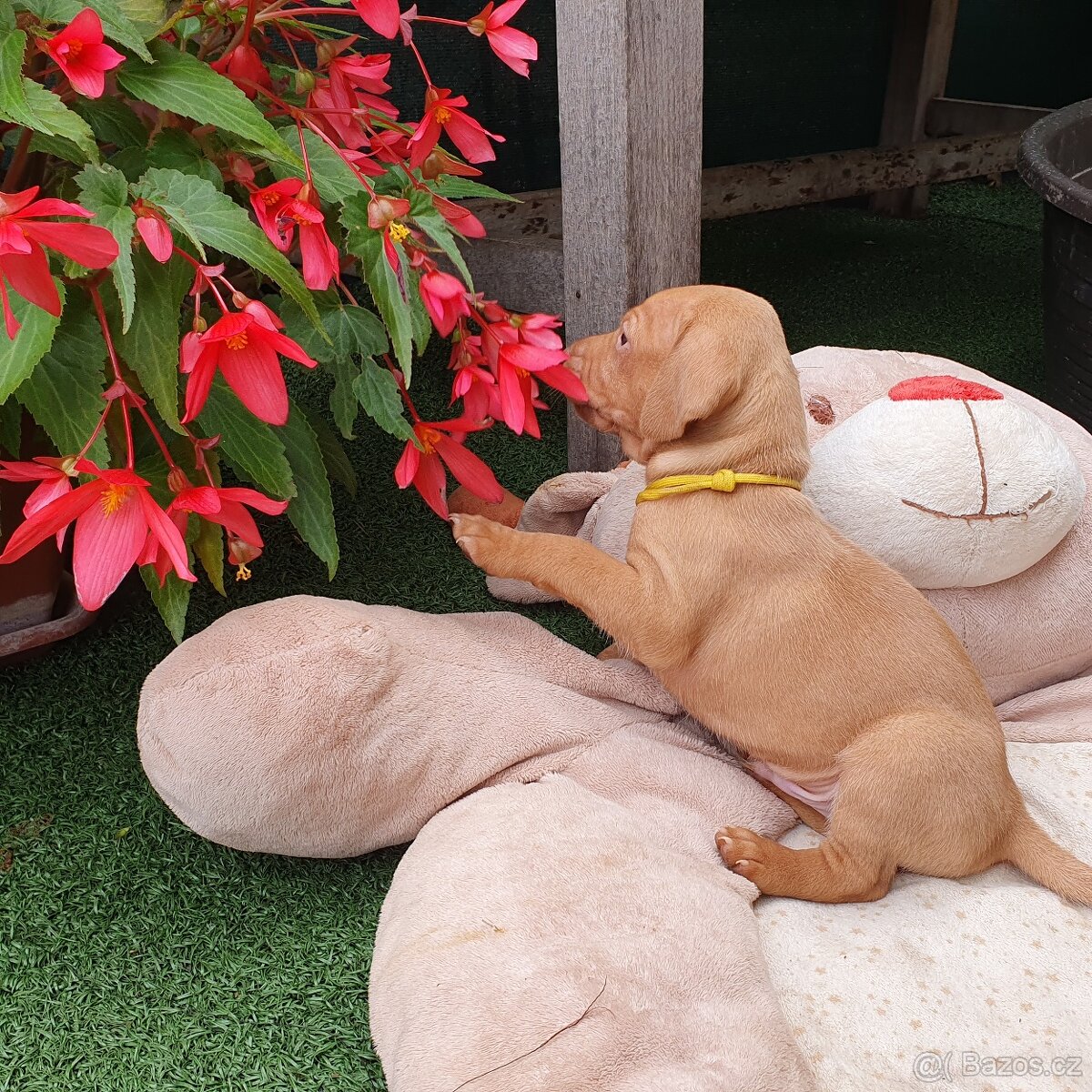 Maďarský ohař krátkosrstý s PP - 3