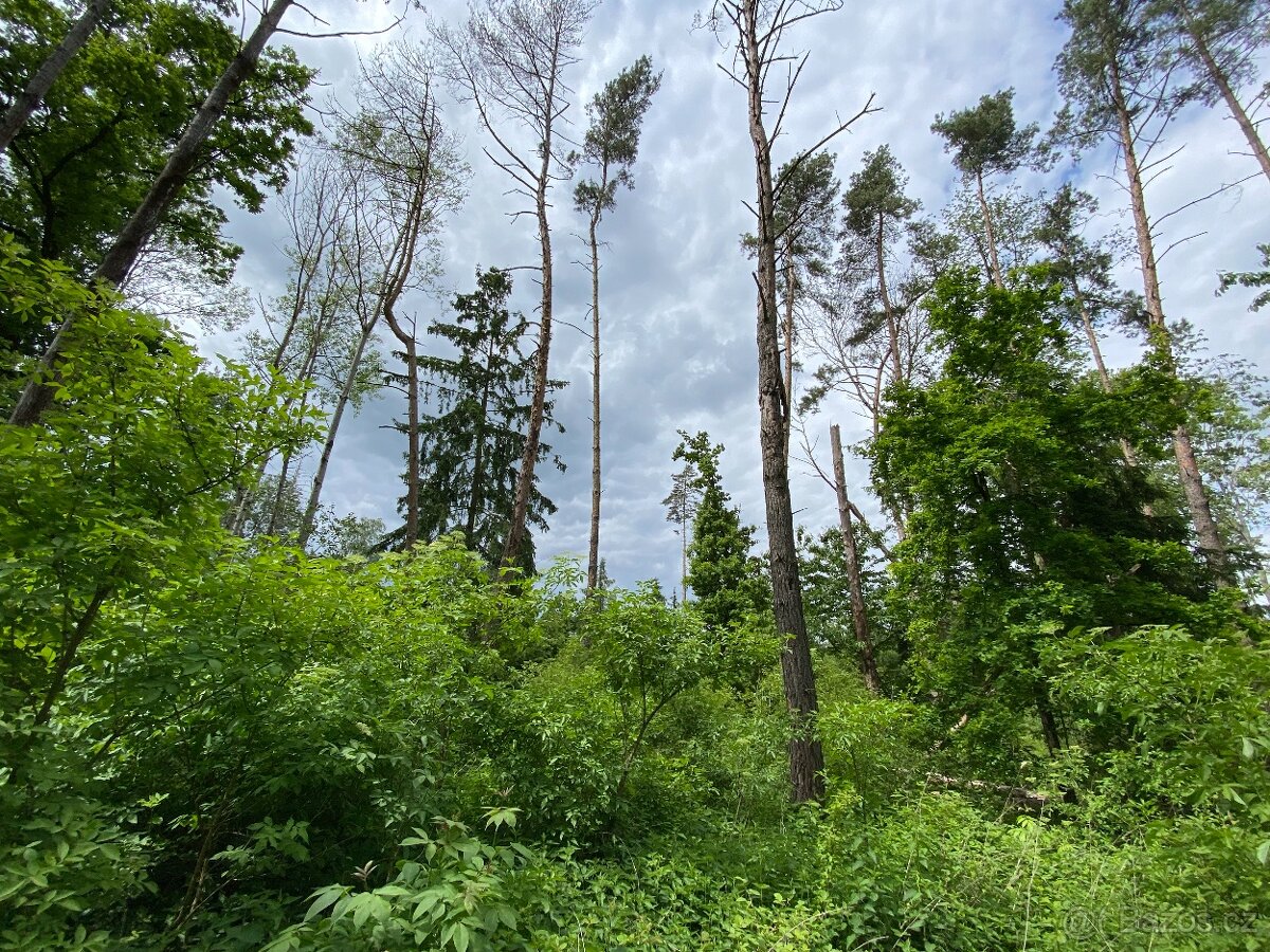 Lesní pozemek Lštění nad Zubřinou - 3