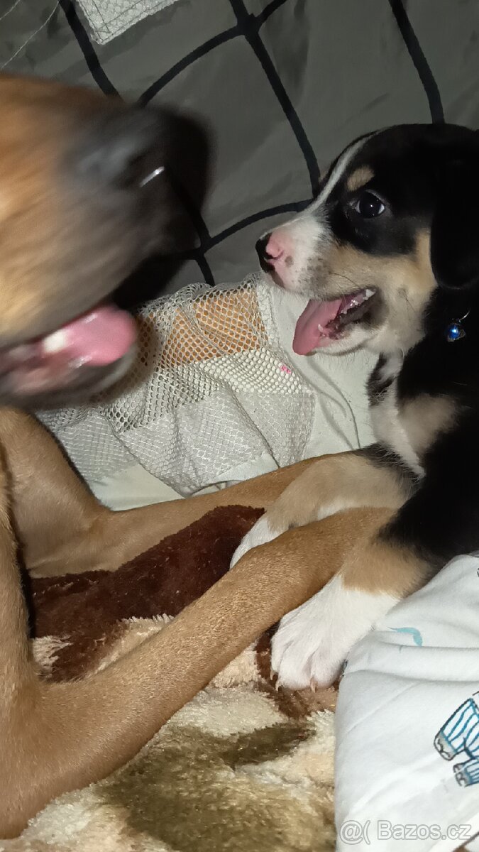 Max hledá domov - 3