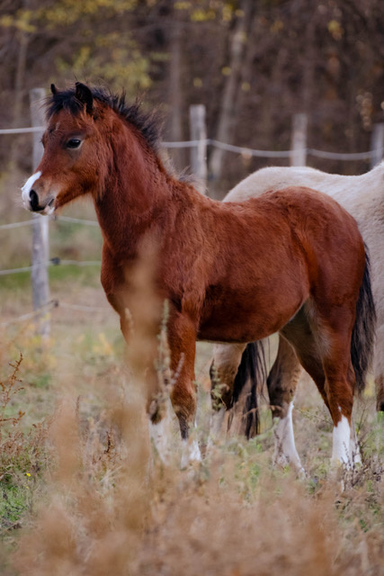 WELSH Mountain poník - 3