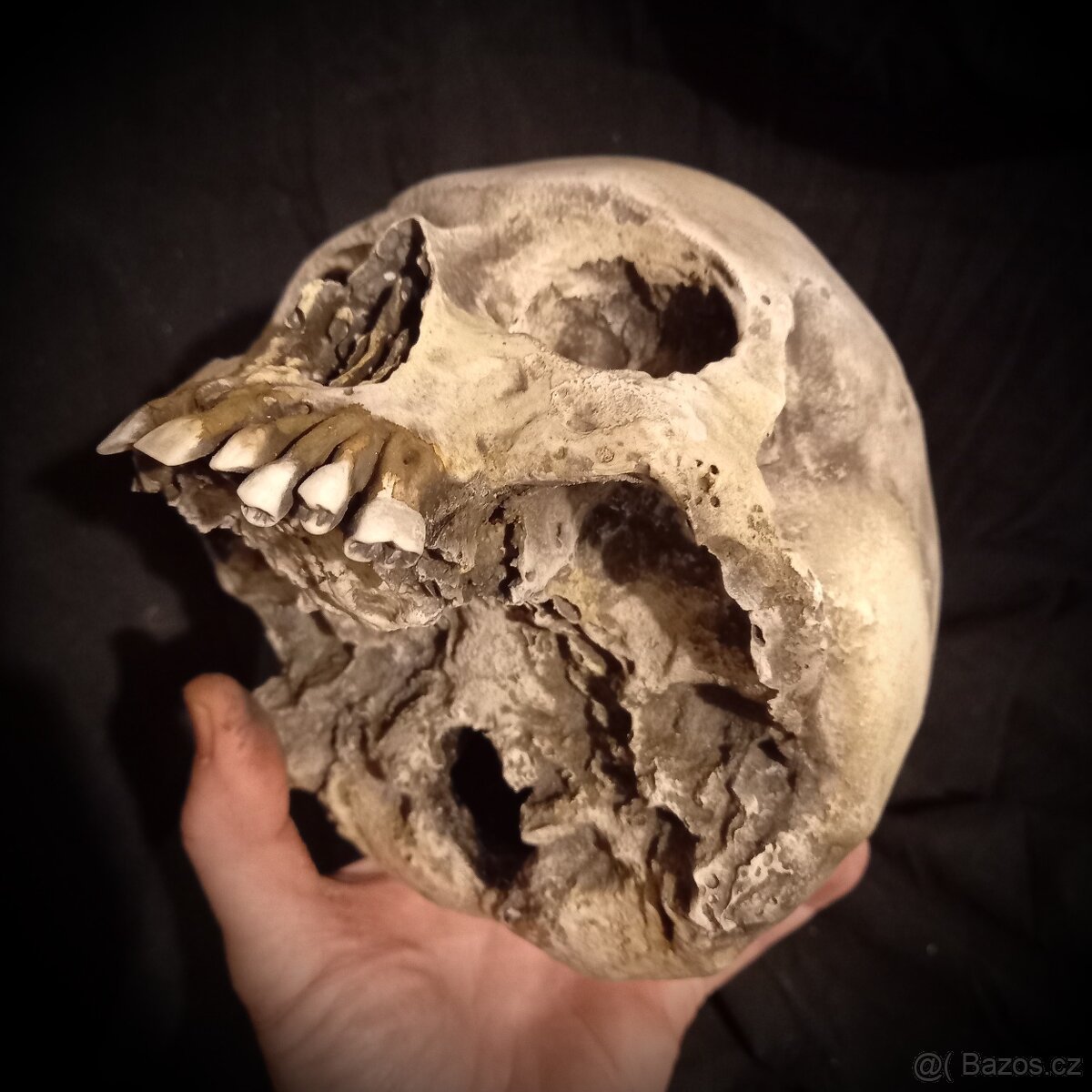 Replika lidské lebky human skull replica - 3