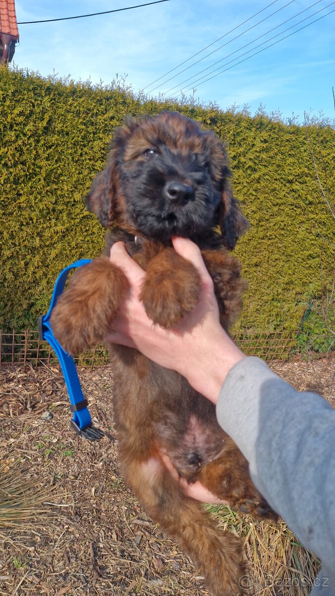 Briard štěňátka s PP - 3