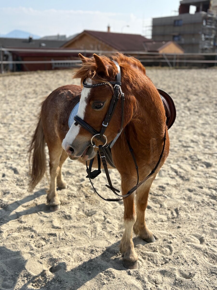 Pony ideálny pre deti - 3
