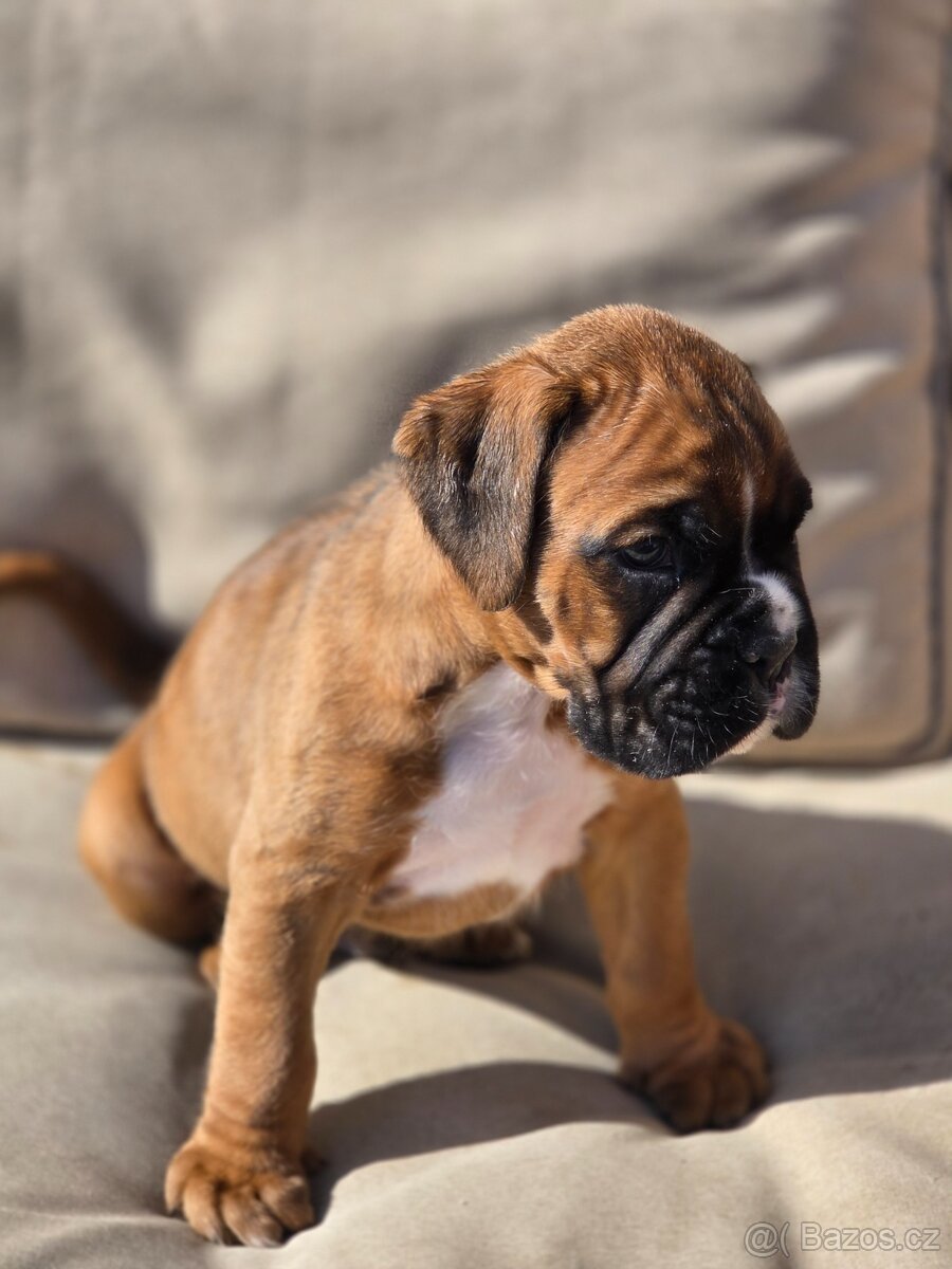 Boxer štěňata - 3