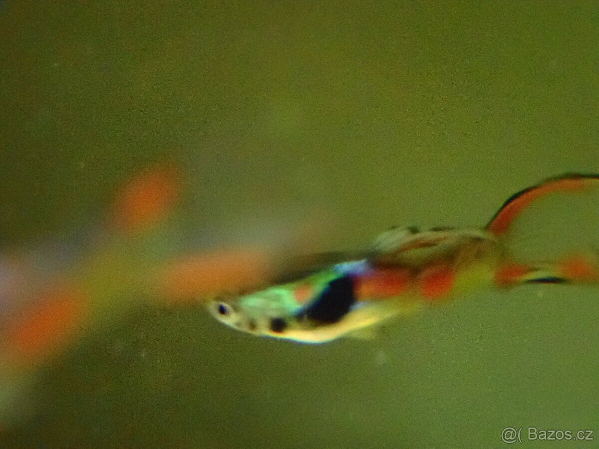 Živorodka wingeova - 3