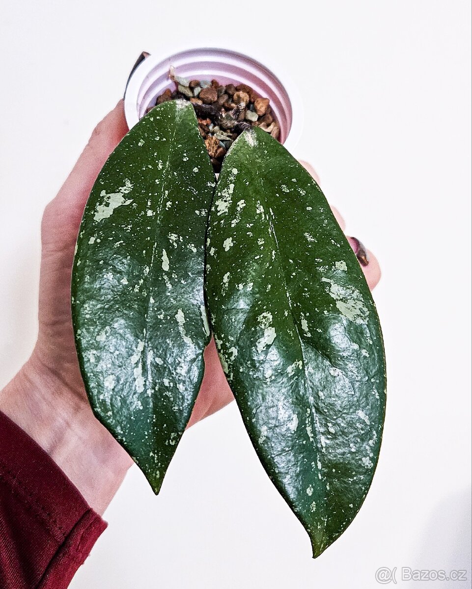 Hoya pubicalyx super splash - 3