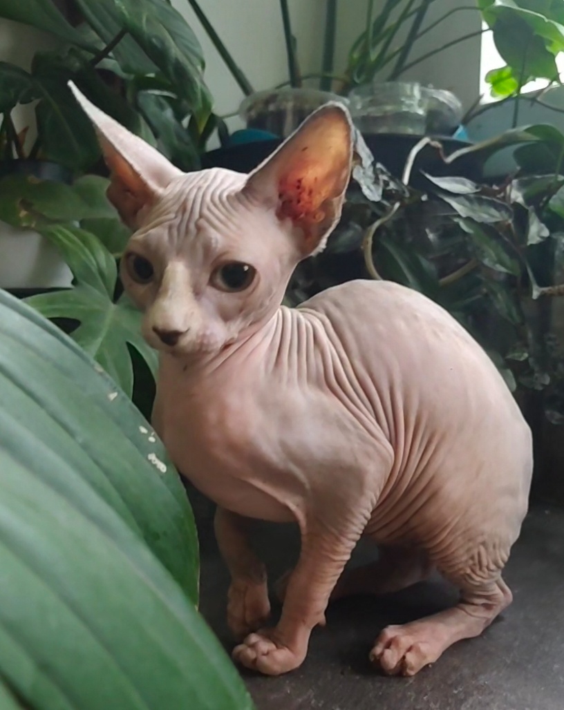 Kanadský sphynx koťátka bez pp - 3