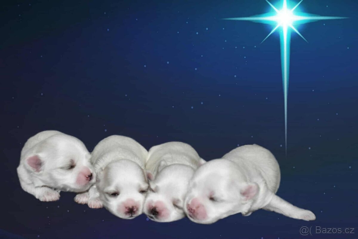 Maltézský psík s PP - 3