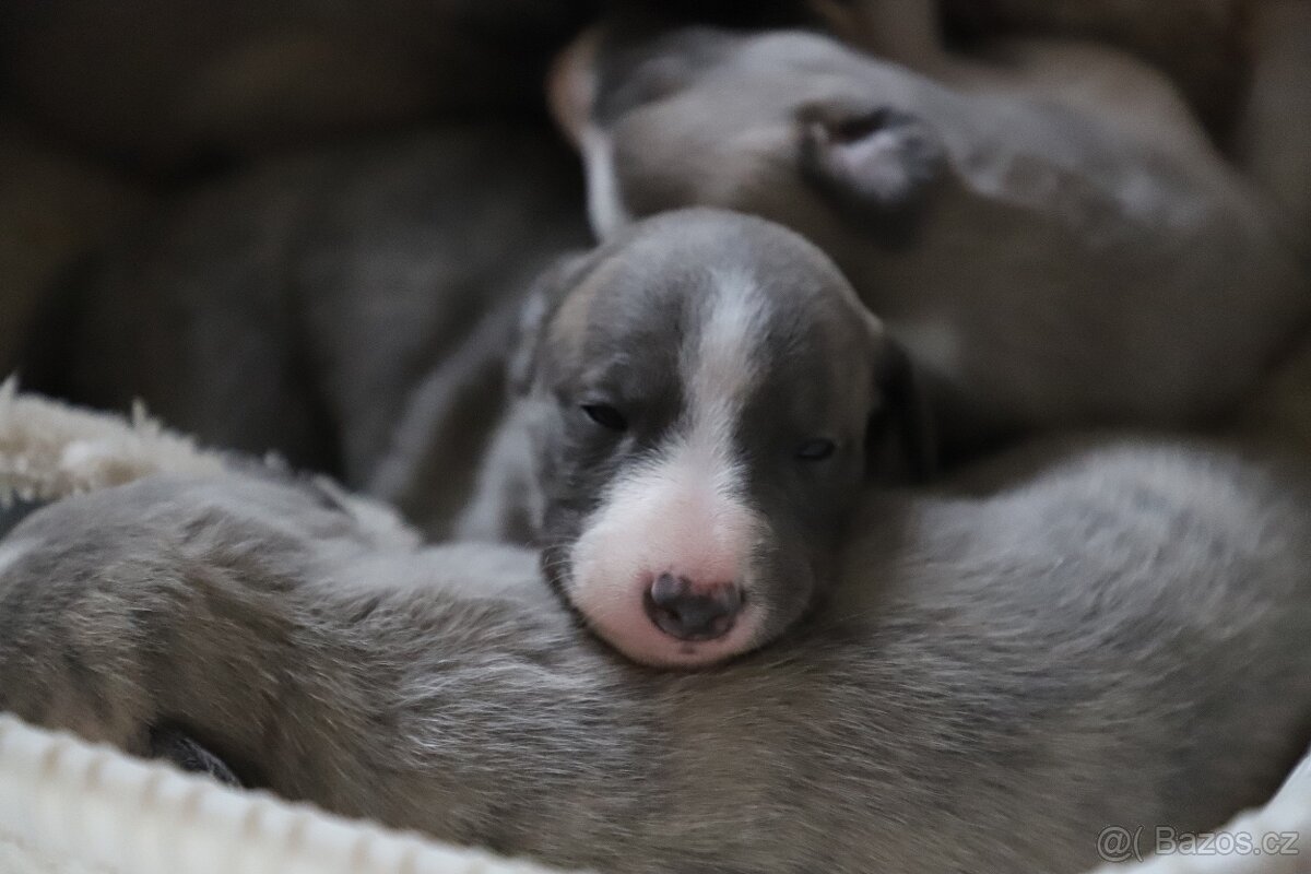 Whippet / Vipet s PP - 3