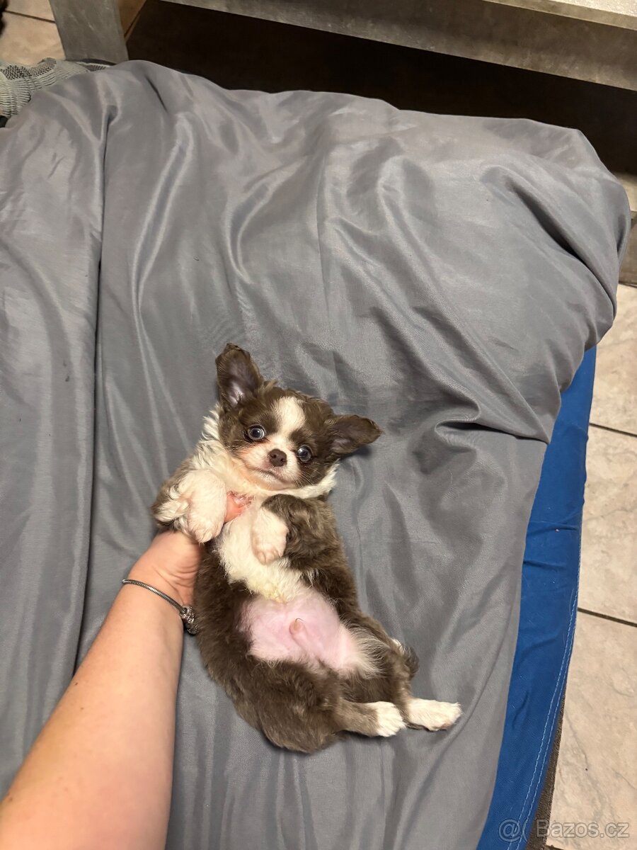 Chlapečkové čivava s PP FCI - 3