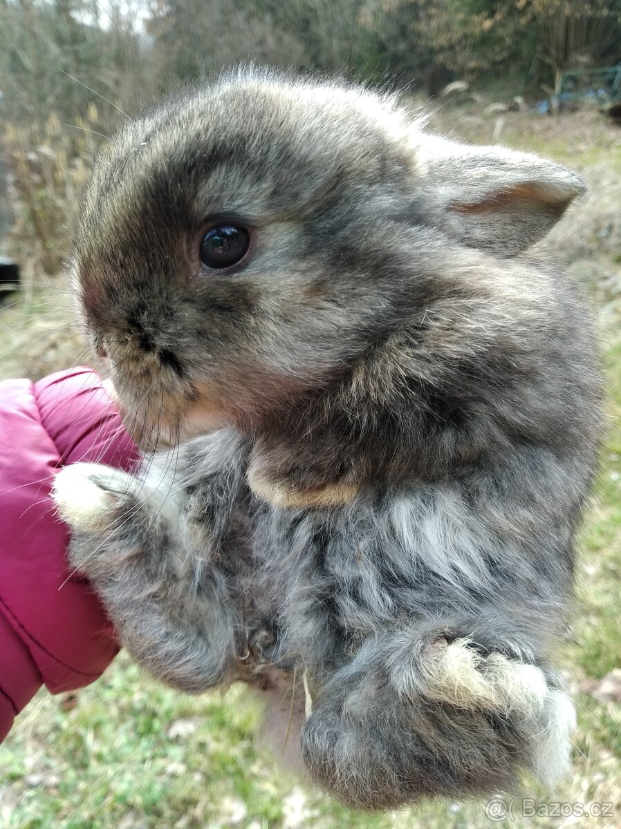 Zakrslý králík , beránek - 3