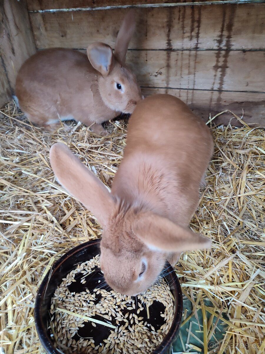 Králík burgundský -samice - 3