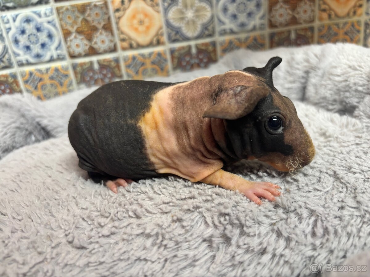 Skinny morčátko samička - 3