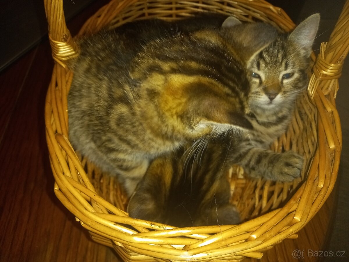 Koťátka Britské modré kočky - 3